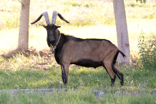 Black billy goat standing in front to the camera
