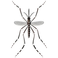Nature, Aedes Aegypti Mosquito stilt, top view