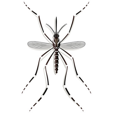 Nature, Aedes Aegypti Mosquito stilt, top view