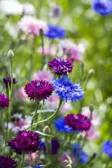cornflowers