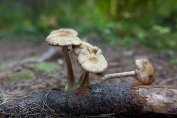 Armillariella mellea, Honey Fungus