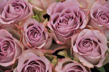 purple roses