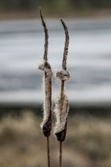 Typha. Dried cattails in natural environment. Reeds and frozen lake background.