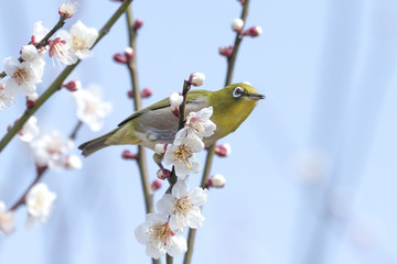 Japanese White-eye bird