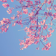 vintage pink flowers against blue sky
