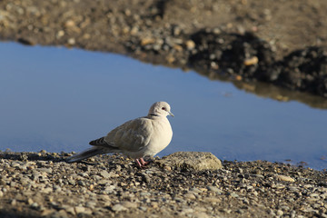 Turtledove is sitting near the water