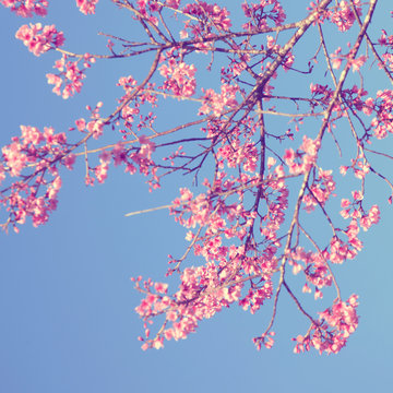 Vintage Pink Flowers Against Blue Sky