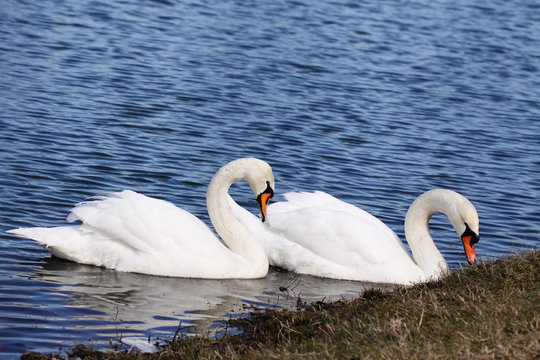 A pair of swans on a blue lake
