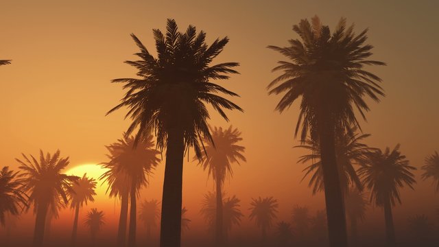 fog glowing sun and palms
