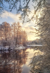 winter forest.Landscape.river,reeds in the morning