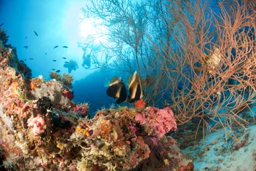 Wall murals Diving CORAL REEF