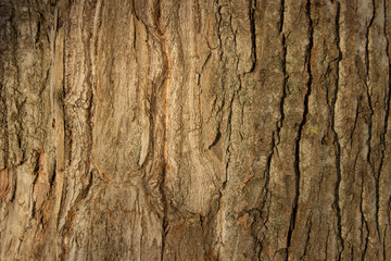 Natural Old Wood Tree Texture Background