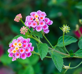 Lantana camara flower