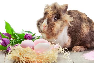 Photo of easter rabbit