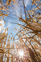 Wheat field against lovely summer blue sky with clouds