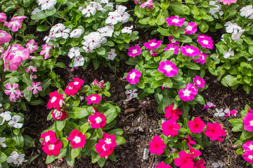 Fototapeta premium Flower background. Many small flowers grow on soil.
