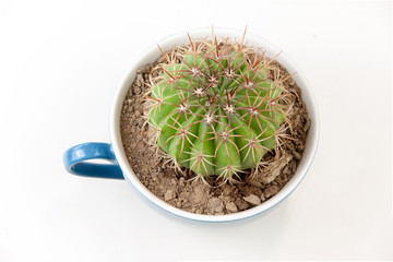 cactus in coffee cup