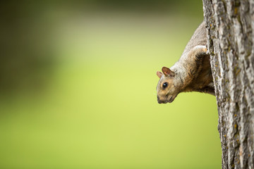 Eastern Grey Squirrel (Sciurus carolinensis)