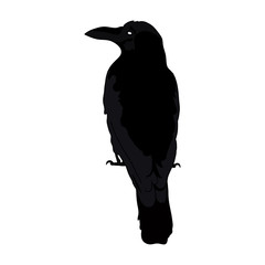 vector silhouette of a crows in different positions. vector outline.