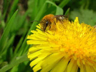 Fotobehang Honey bee on the dandelion flower © topolov_nick