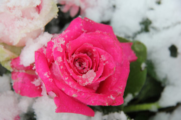 Pink rose, covered in snowflakes