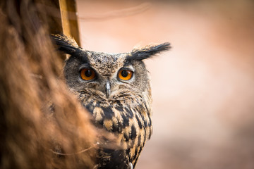Naklejka premium Closeup of a Eurasian Eagle-Owl (Bubo bubo