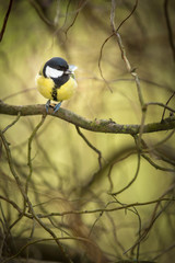 Tiny Blue tit on a feeder in a garden, hungry during winter 