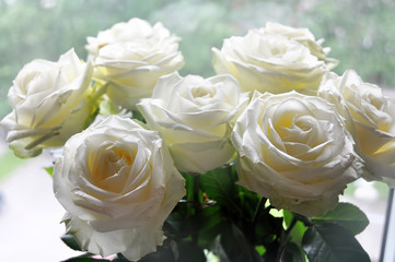Bouquet of white roses