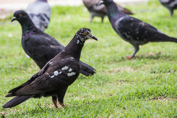 pigeons standing on the grass in a city park