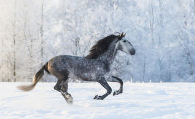 Fototapeta na wymiar Purebred horse galloping across a winter snowy meadow