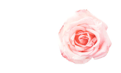 Fototapeta na wymiar pink and white rose
