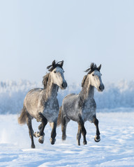 Two galloping gray horses