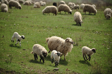 Obraz na płótnie Canvas Color picture of sheep grazing in a field