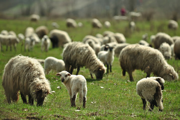 Fototapeta premium Color picture of sheep grazing in a field