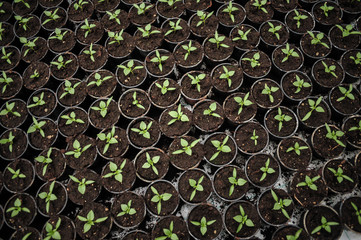 Seedlings in pots in a nursery