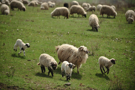 Color picture of sheep grazing in a field