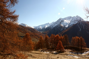 Boschi in autunno Alpi Sestriere Valle Argentera e Val di Susa