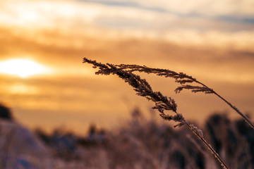 Snowy blades of grass at sunset