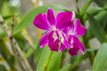 Naklejka premium Purple orchid
