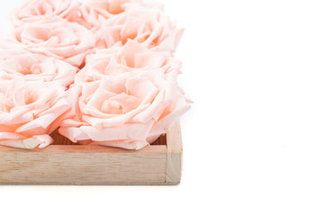 Coral rose
