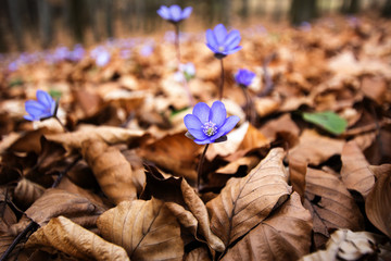 Flowers in early spring in forest