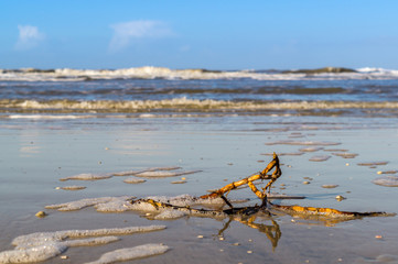 Treibholz an der Nordsee