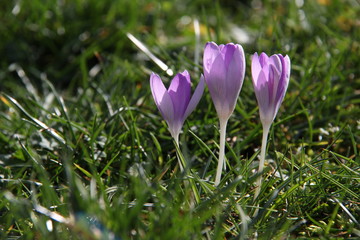 Crocuses