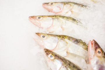 Fish for sale on ice