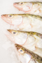 Fish for sale on ice