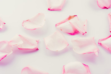 pink and white rose petal