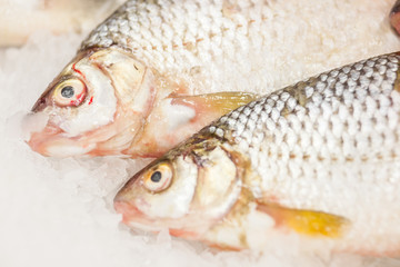 Fish for sale on ice