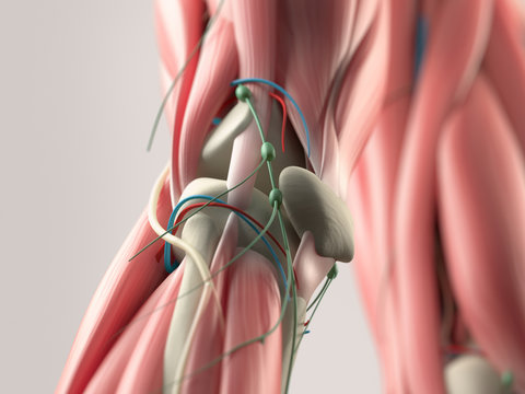 Human anatomy detail of knee. Muscle. On plain studio background. Professional lighting.