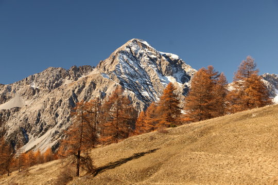 Boschi in autunno Alpi Sestriere Valle Argentera e Val di Susa