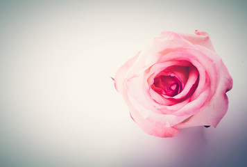 pink and white rose